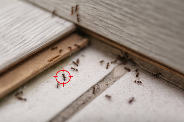 Best Pest Control for Restaurants  in Kennedy, CA