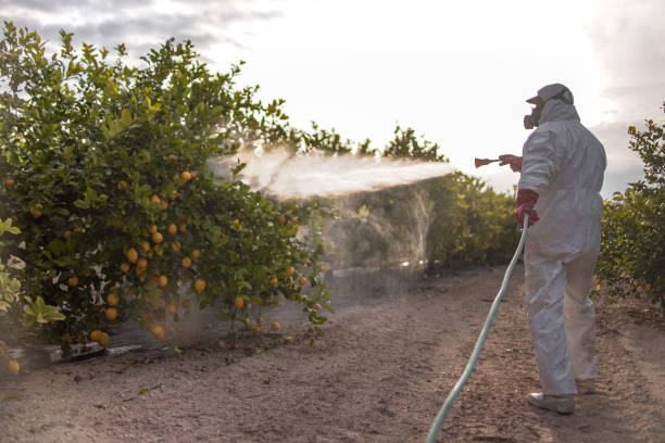Best Mosquito Control Services  in Kennedy, CA